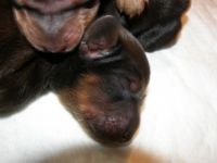 jamniki - szczeni�ta